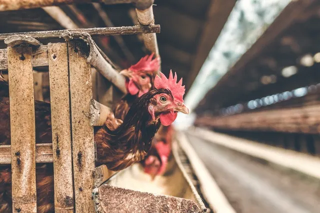 Criaderos de pollos